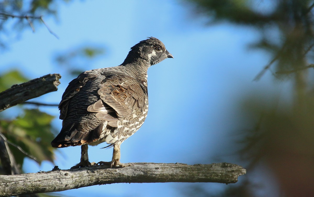 Spruce Grouse - ML642682942