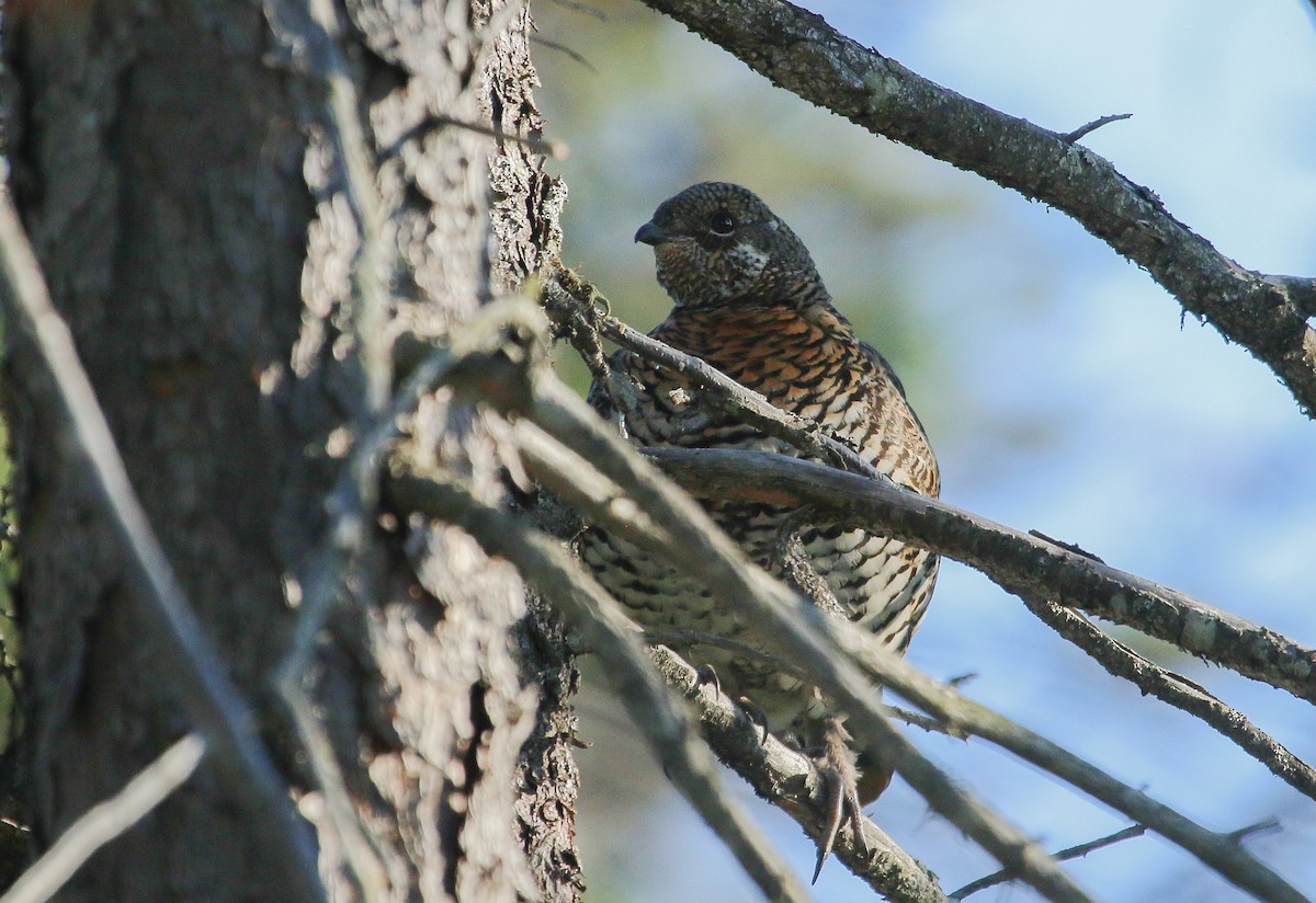Spruce Grouse - ML642682943