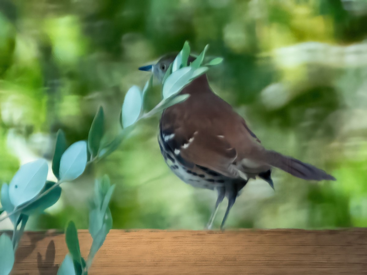 Brown Thrasher - ML642682944