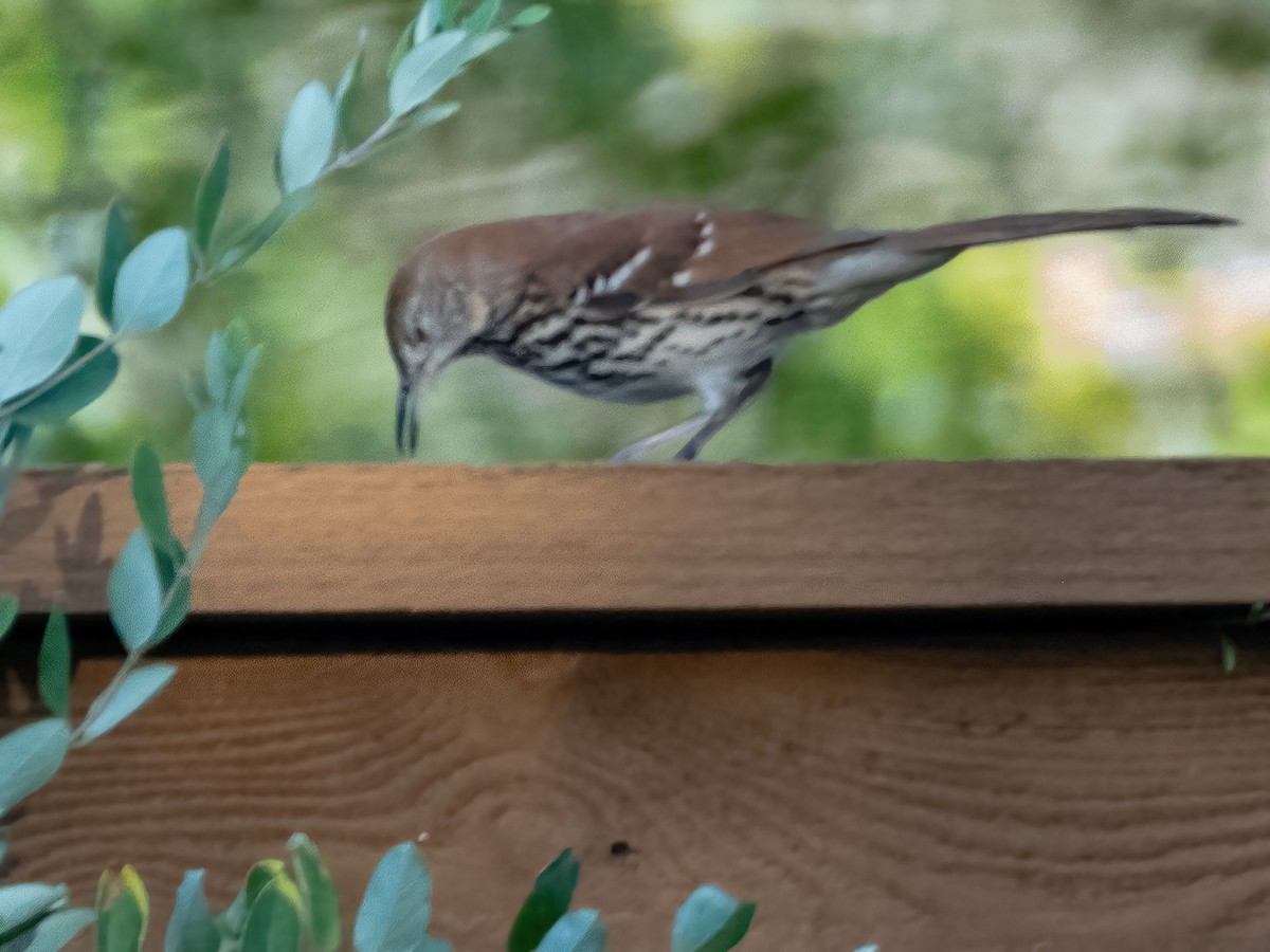 Brown Thrasher - ML642682945