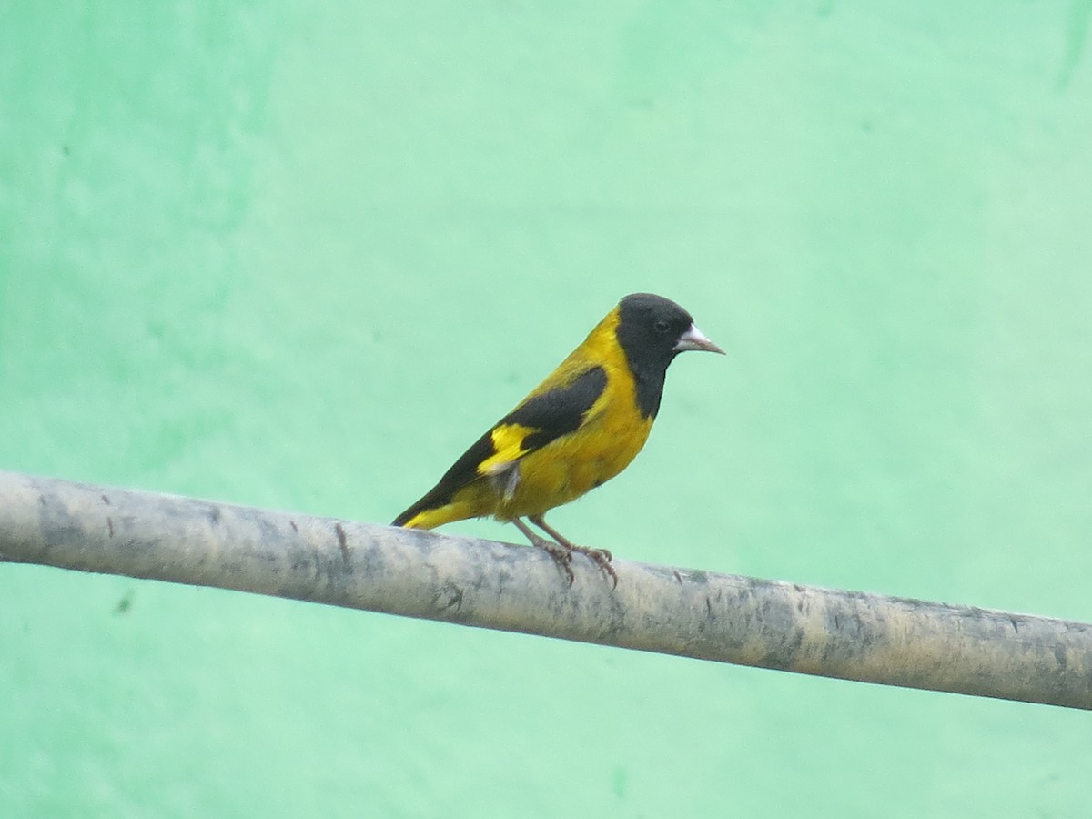 Black-headed Siskin - ML642682947