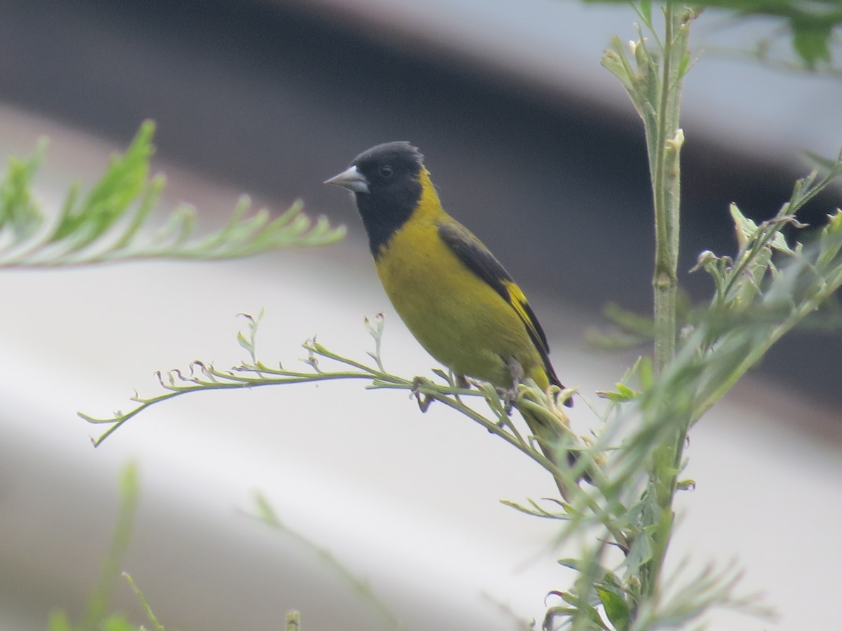 Black-headed Siskin - ML642682948