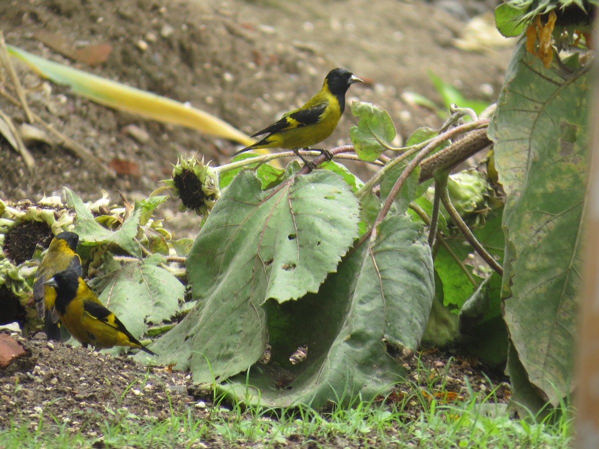 Black-headed Siskin - ML642682949