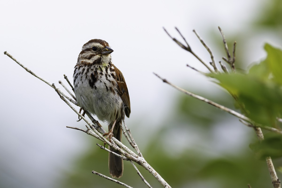 Song Sparrow - ML642682950