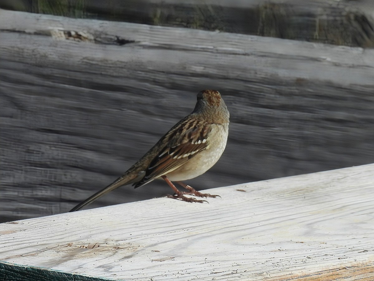 White-crowned Sparrow - ML642682951