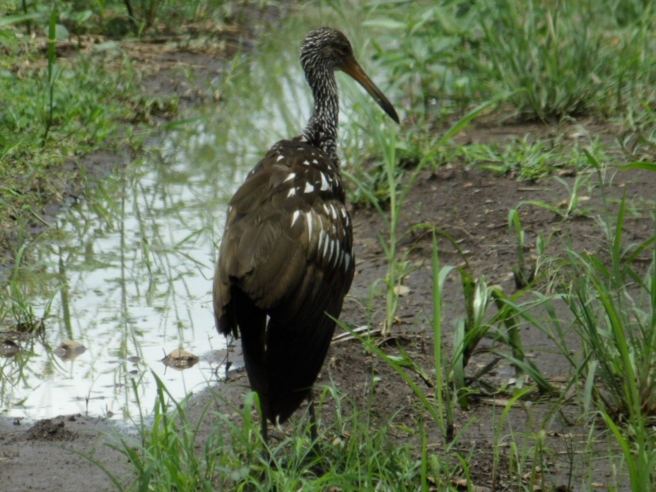 Limpkin - ML642682952