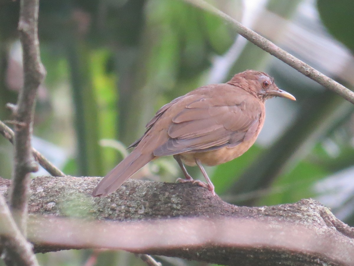 Clay-colored Thrush - ML642682953