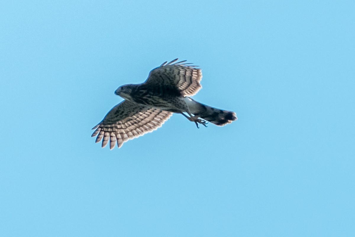 Cooper's Hawk - ML642682955