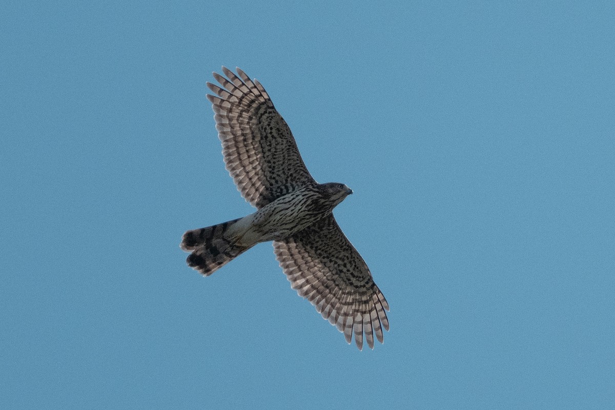 Cooper's Hawk - ML642682956