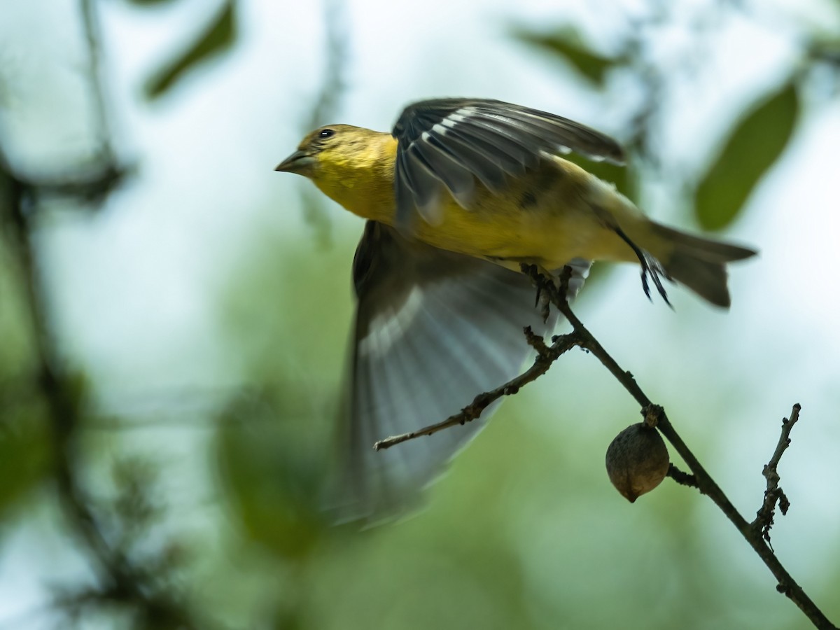 Lesser Goldfinch - ML642682958