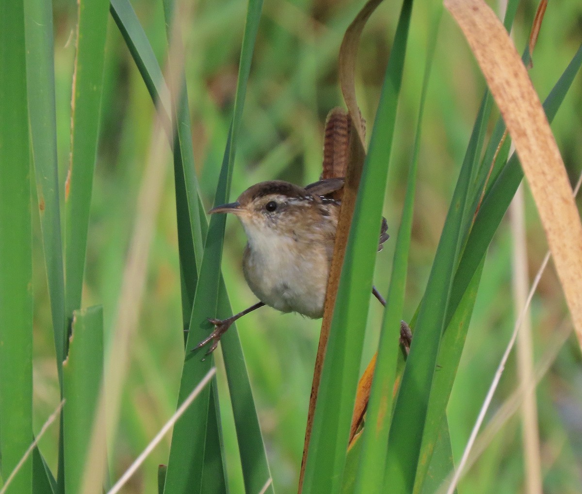 Marsh Wren - ML642682961