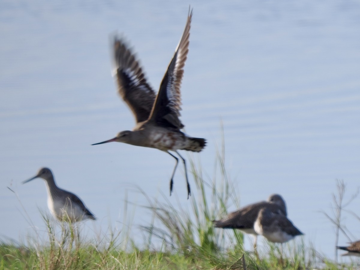 Hudsonian Godwit - ML642682962