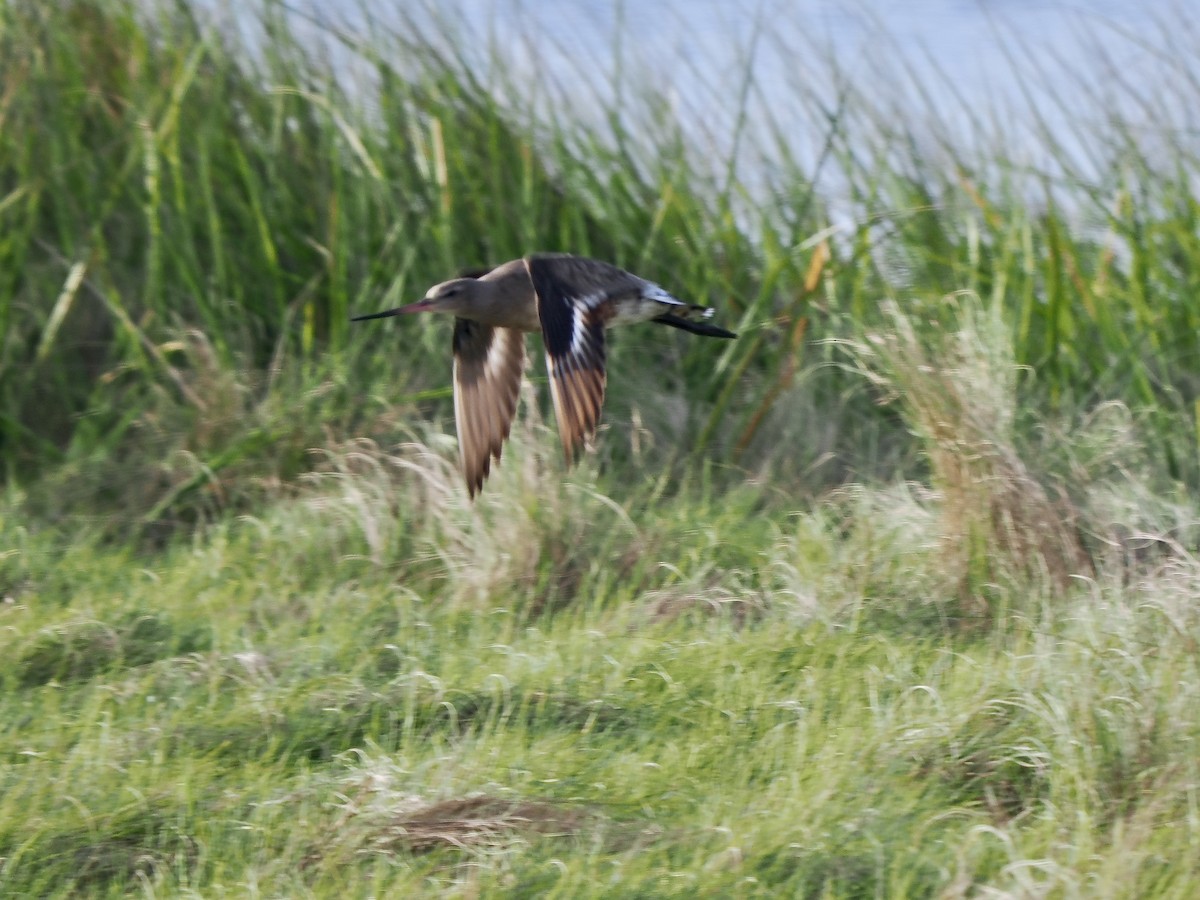 Hudsonian Godwit - ML642682963