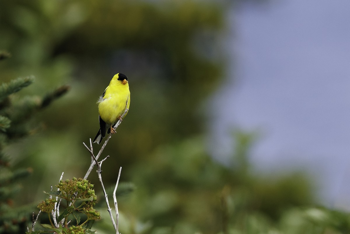 American Goldfinch - ML642682965