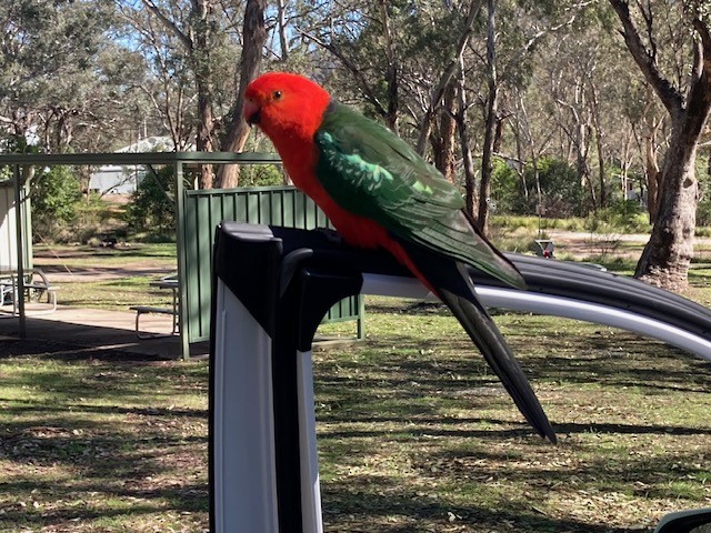 Australian King-Parrot - ML642682966
