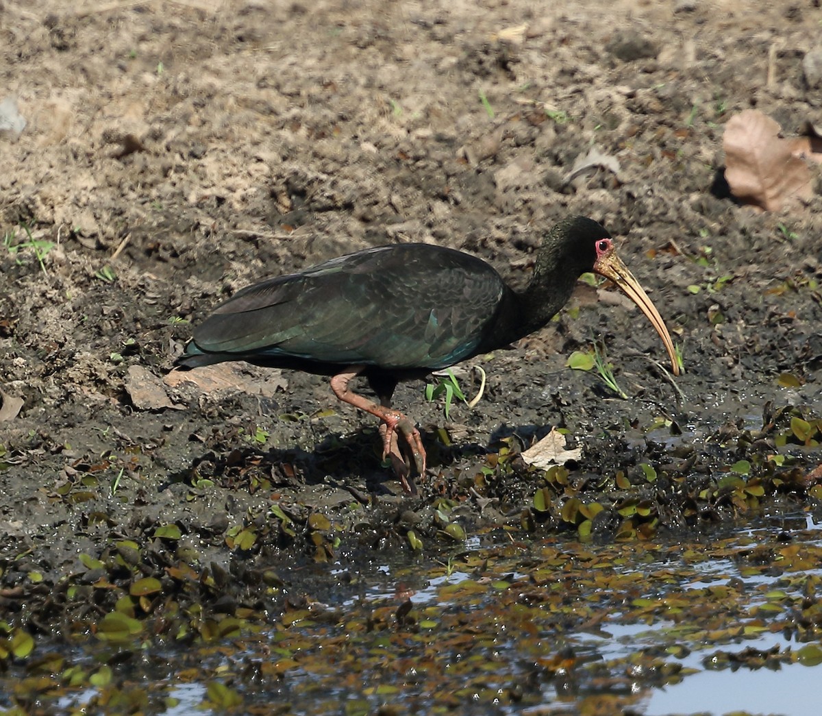 Bare-faced Ibis - ML642682967