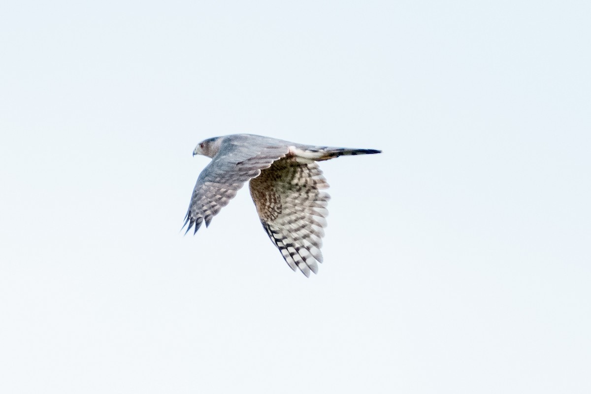 Cooper's Hawk - ML642682968