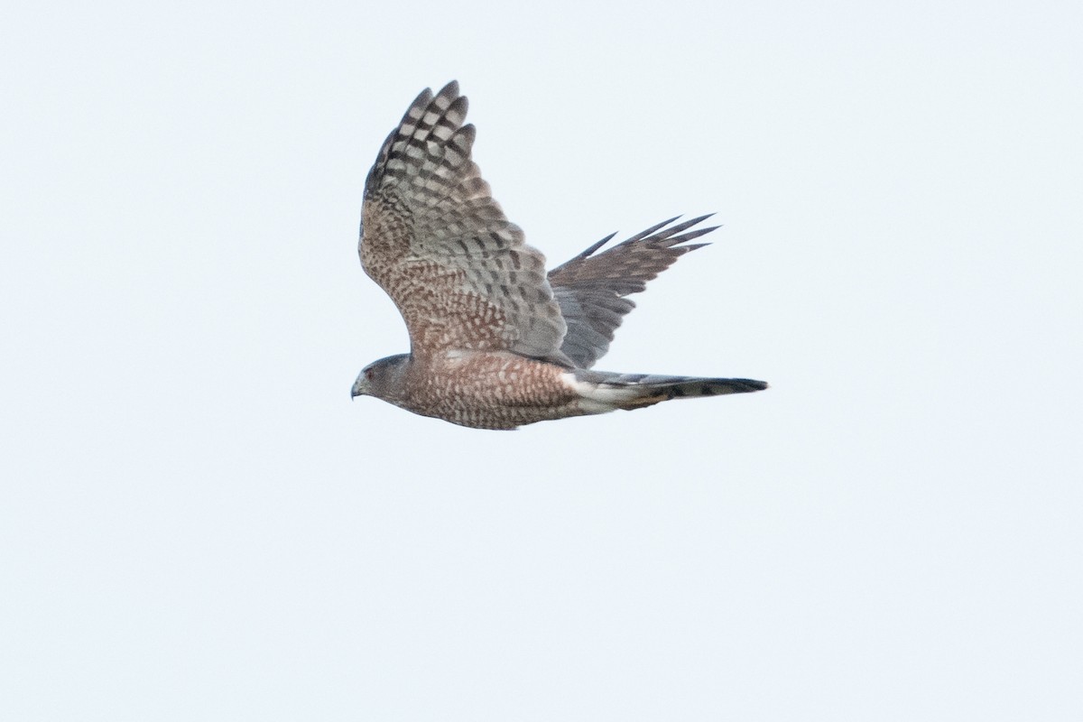 Cooper's Hawk - ML642682969