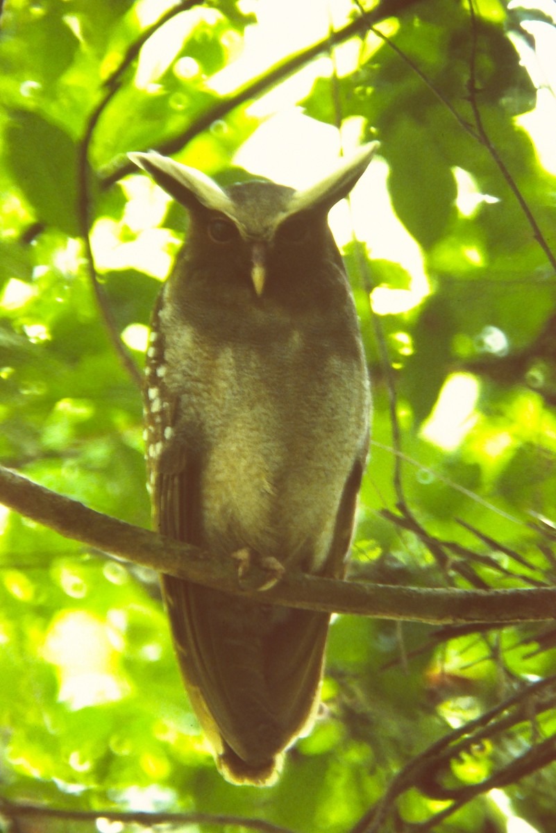 Crested Owl - ML642682970