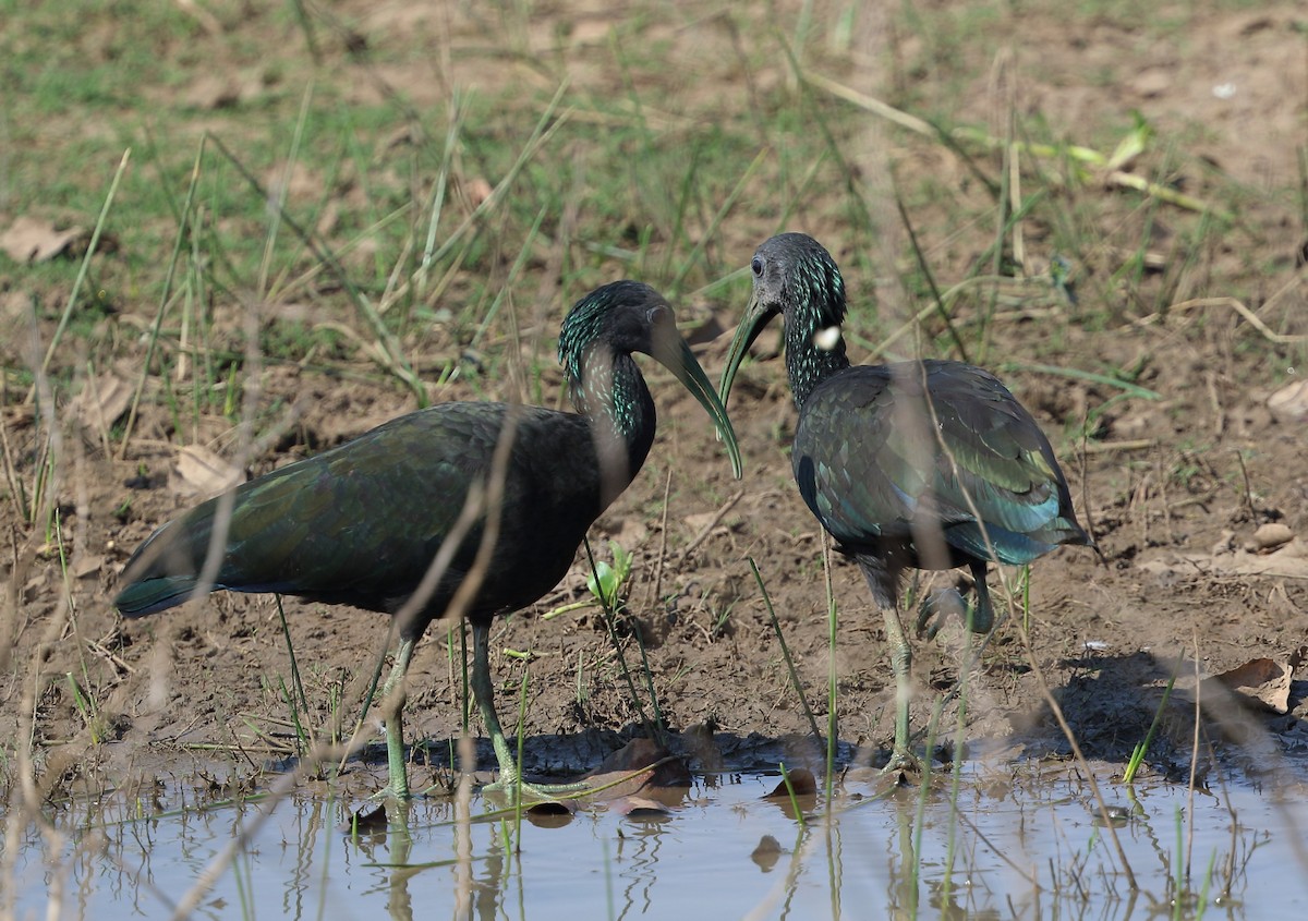 Green Ibis - ML642682971