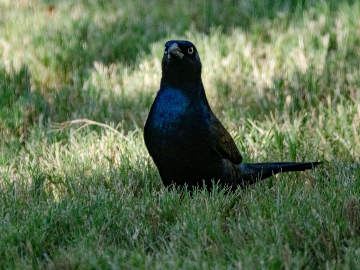 Common Grackle - ML642682972