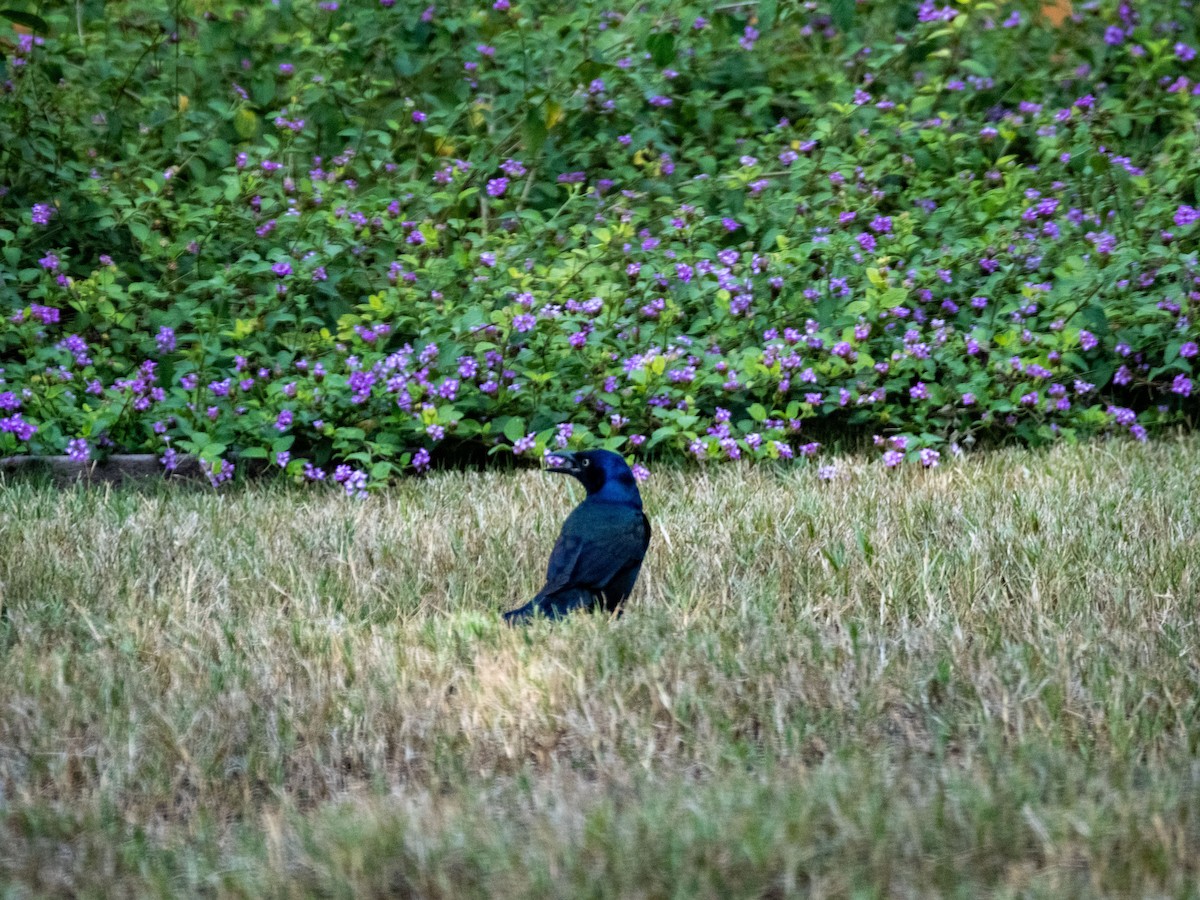 Common Grackle - ML642682973