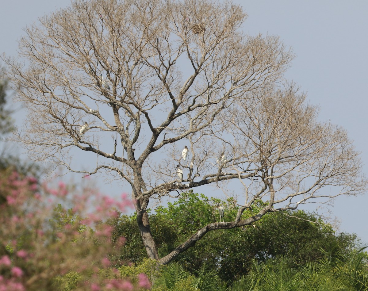Wood Stork - ML642682975