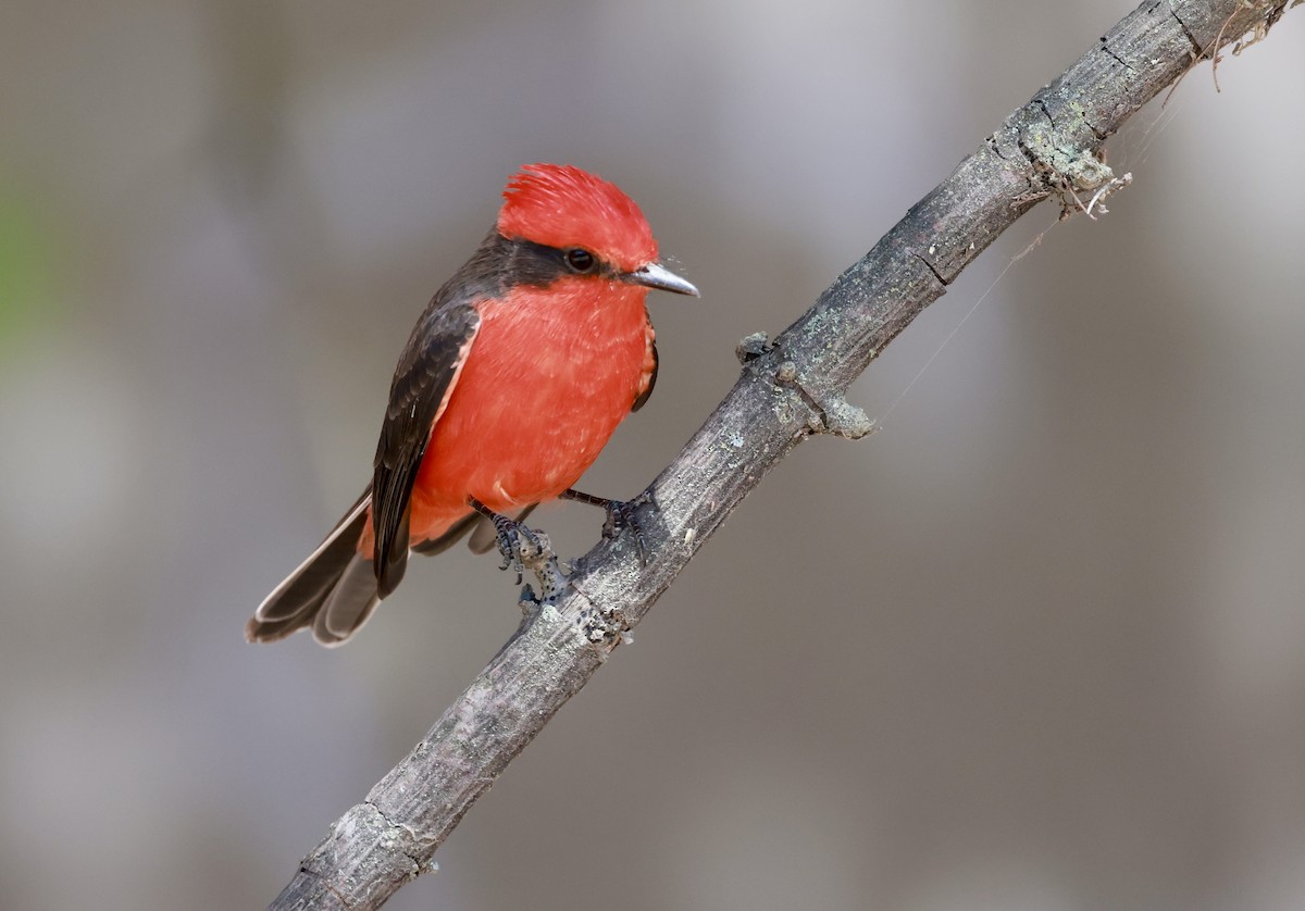 Vermilion Flycatcher - ML642682989