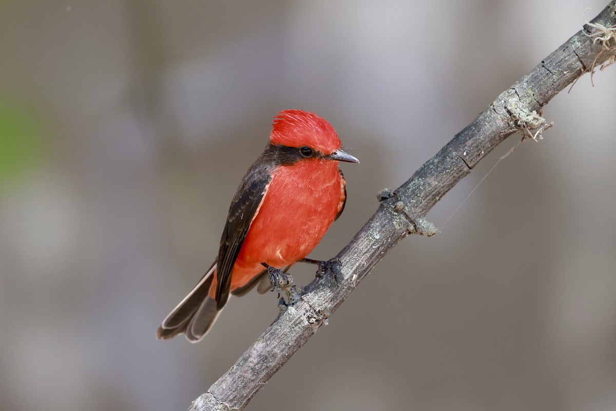 Vermilion Flycatcher - ML642682991