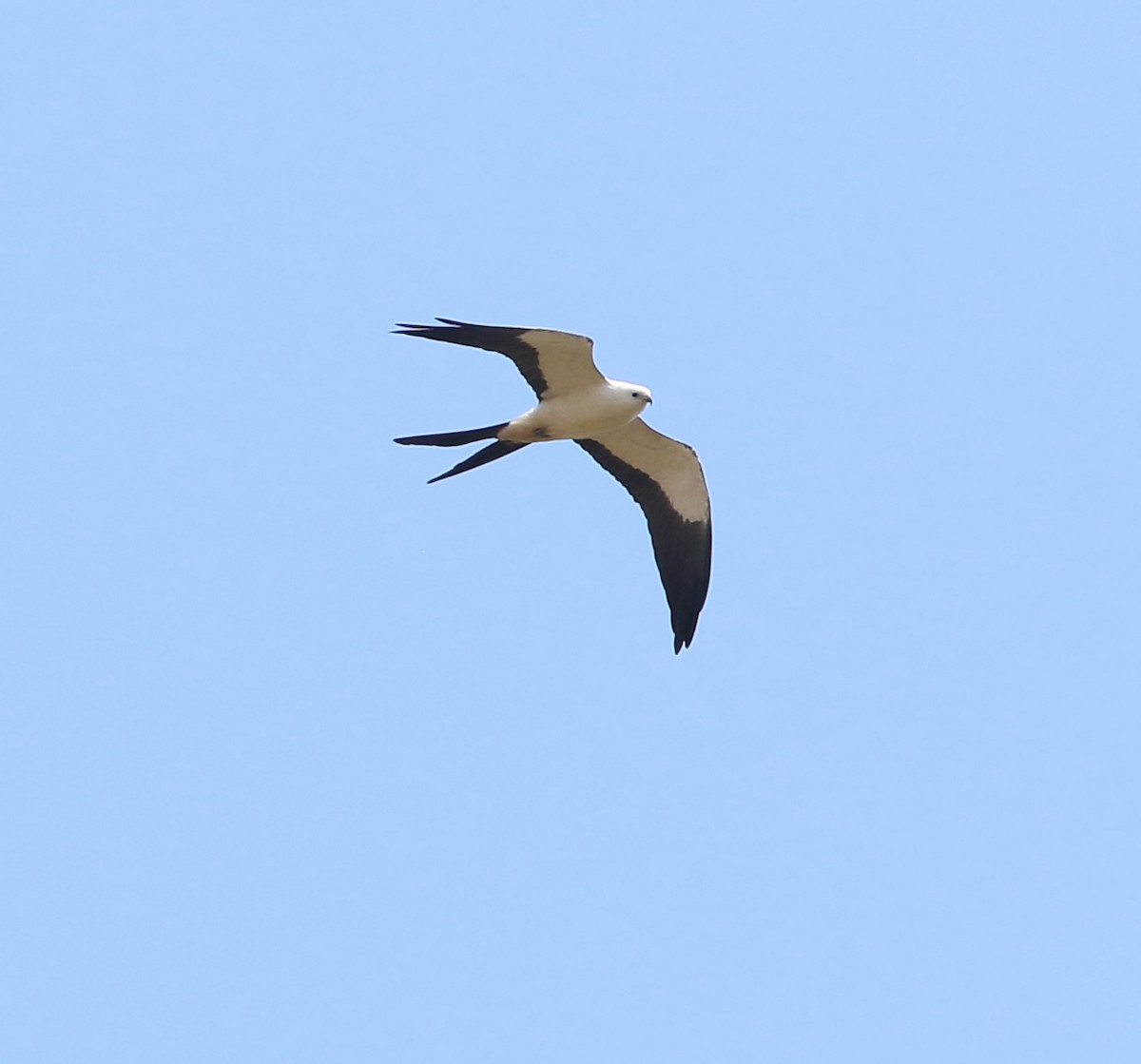 Swallow-tailed Kite - ML642682994