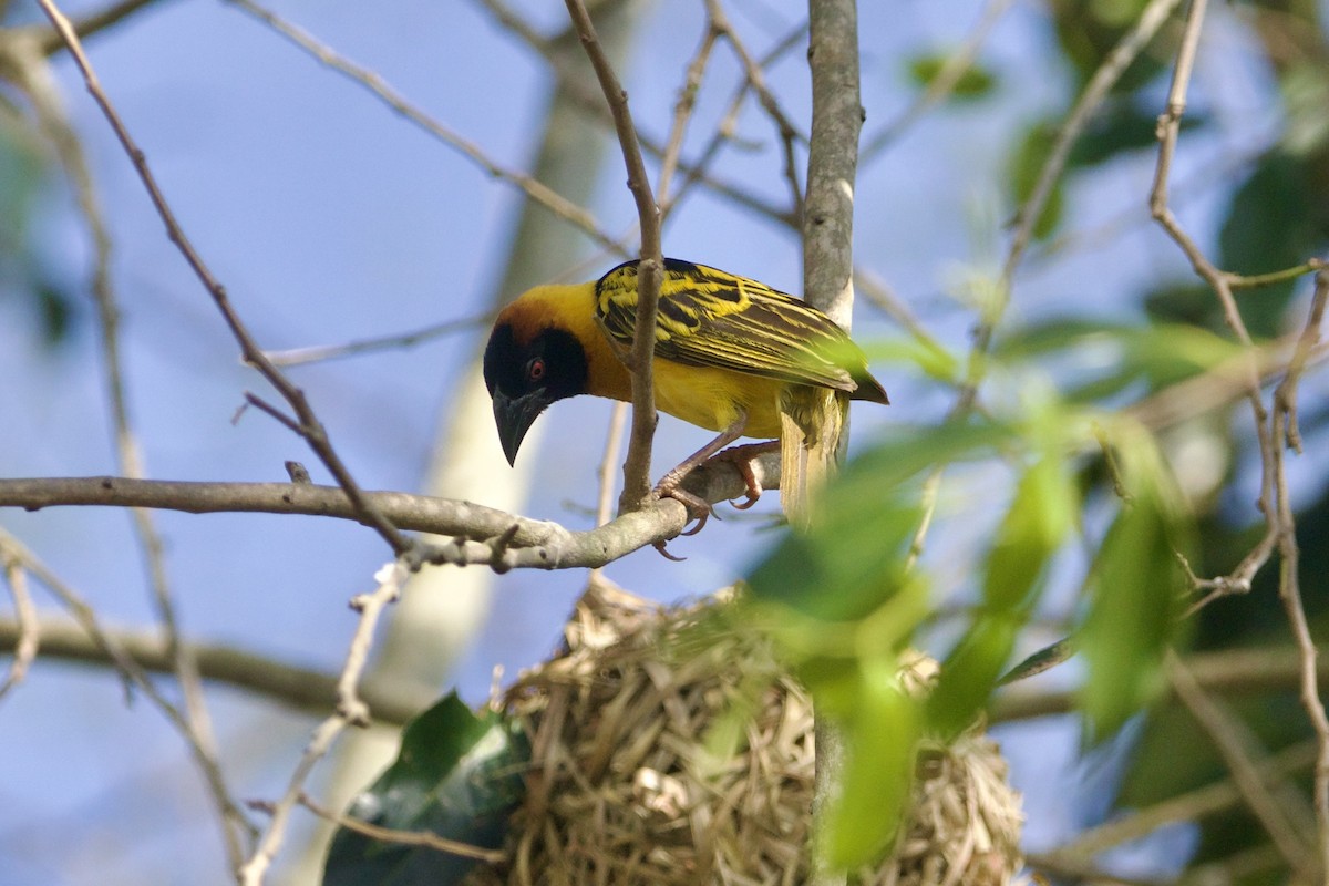 Village Weaver - ML642683004