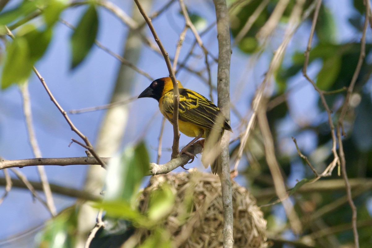 Village Weaver - ML642683005