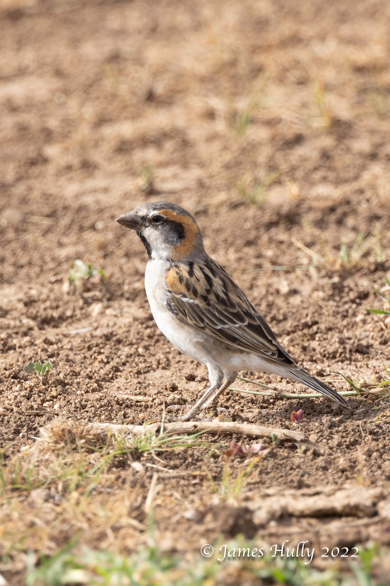Shelley's Rufous Sparrow - ML642683006