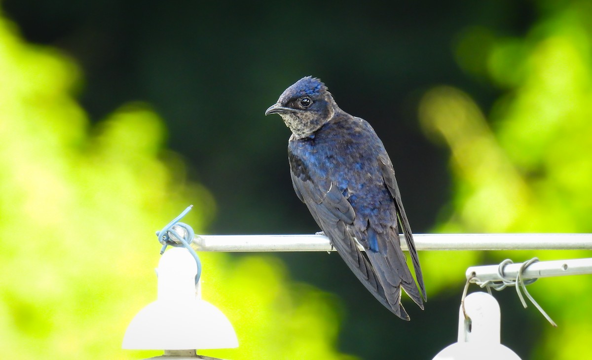 Purple Martin - ML642683008