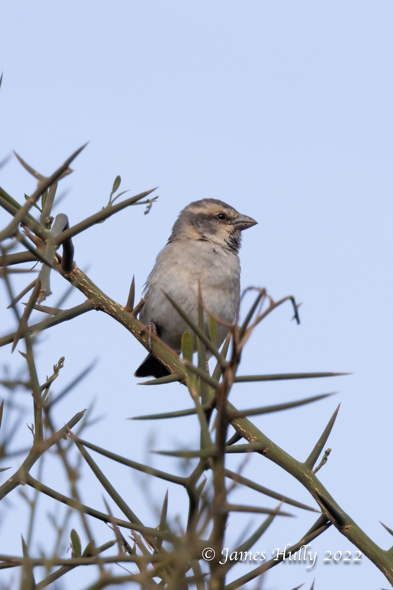 Shelley's Rufous Sparrow - ML642683009