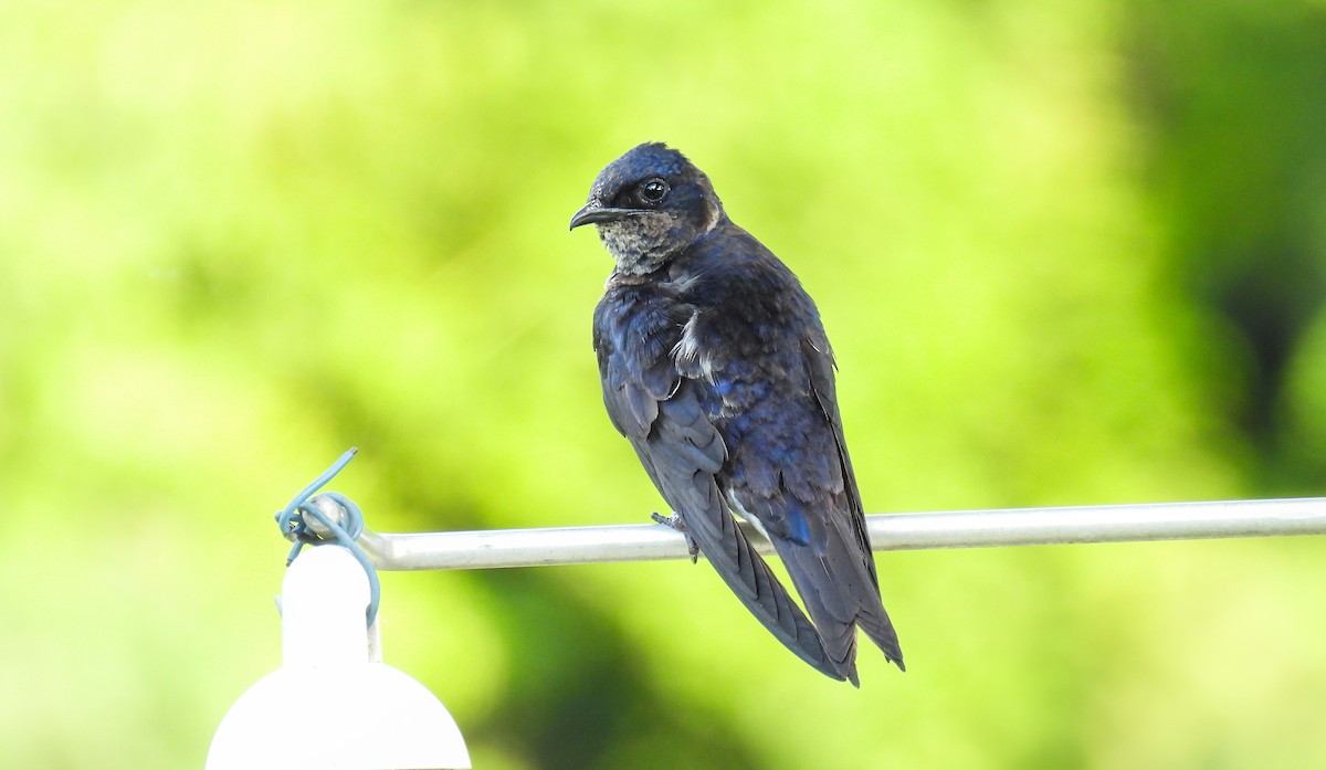 Purple Martin - ML642683012