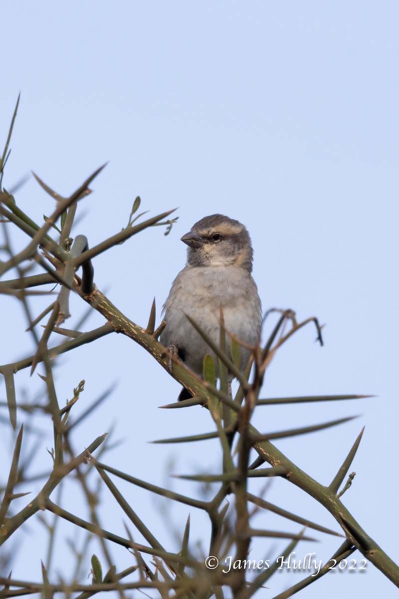Shelley's Rufous Sparrow - ML642683013
