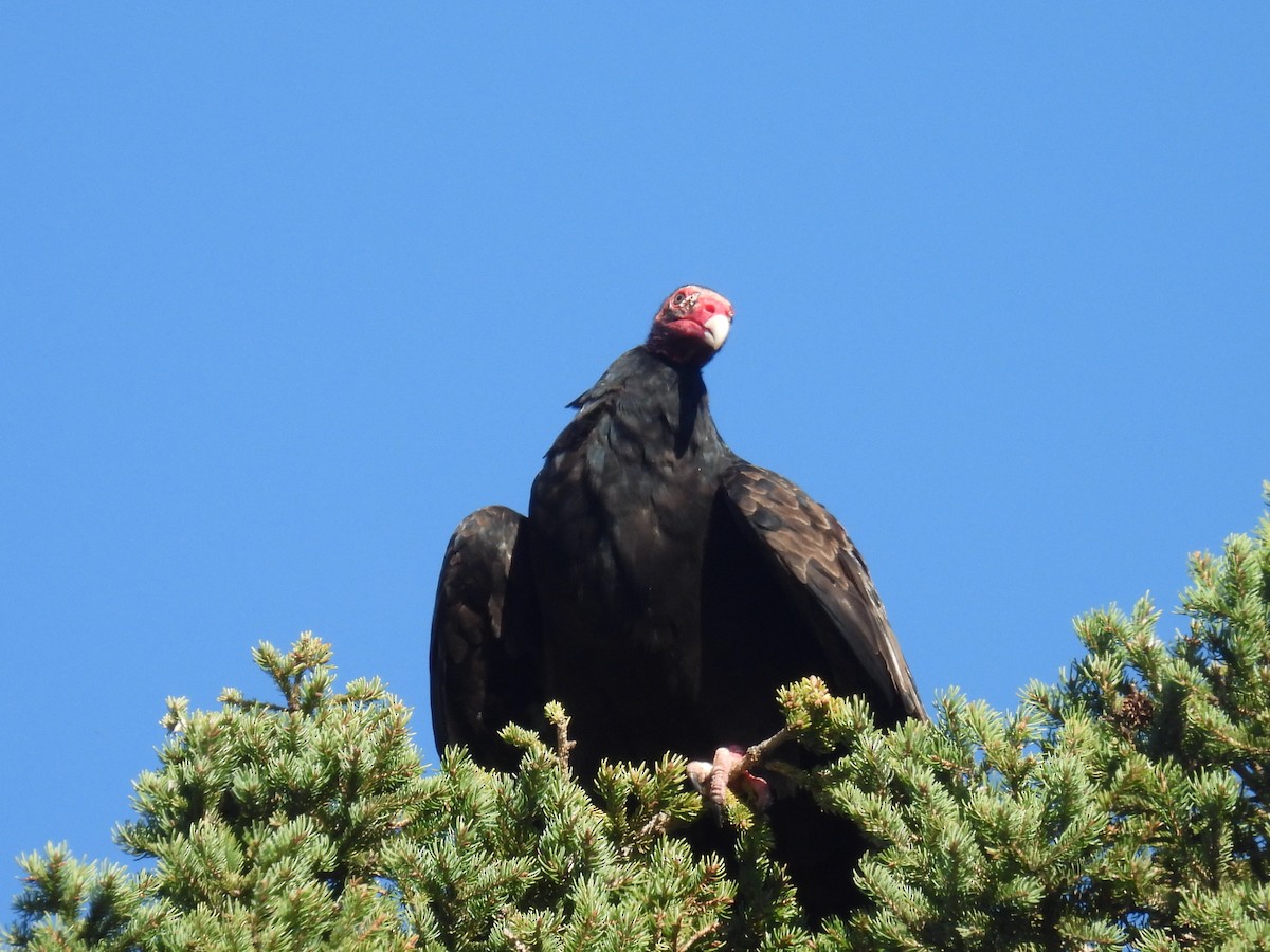 Turkey Vulture - ML642683014