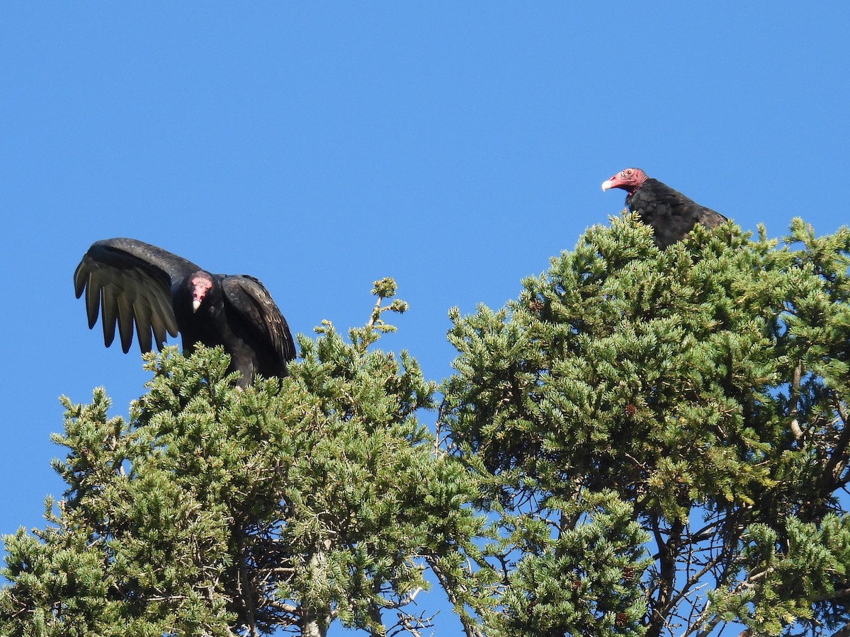 Turkey Vulture - ML642683015