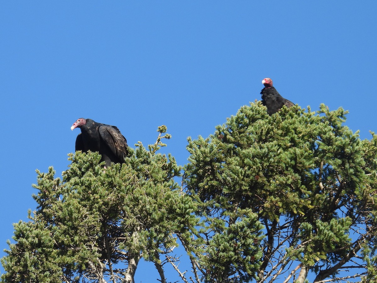 Turkey Vulture - ML642683016
