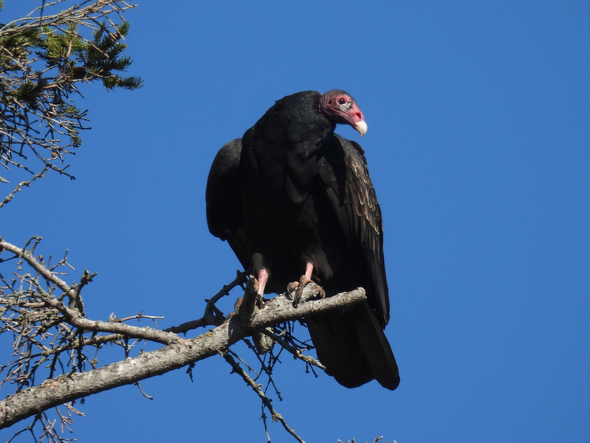 Turkey Vulture - ML642683017