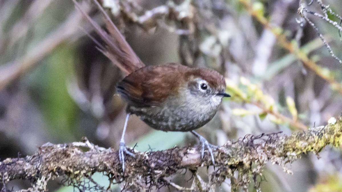White-chinned Thistletail (fuliginosa) - ML642683029