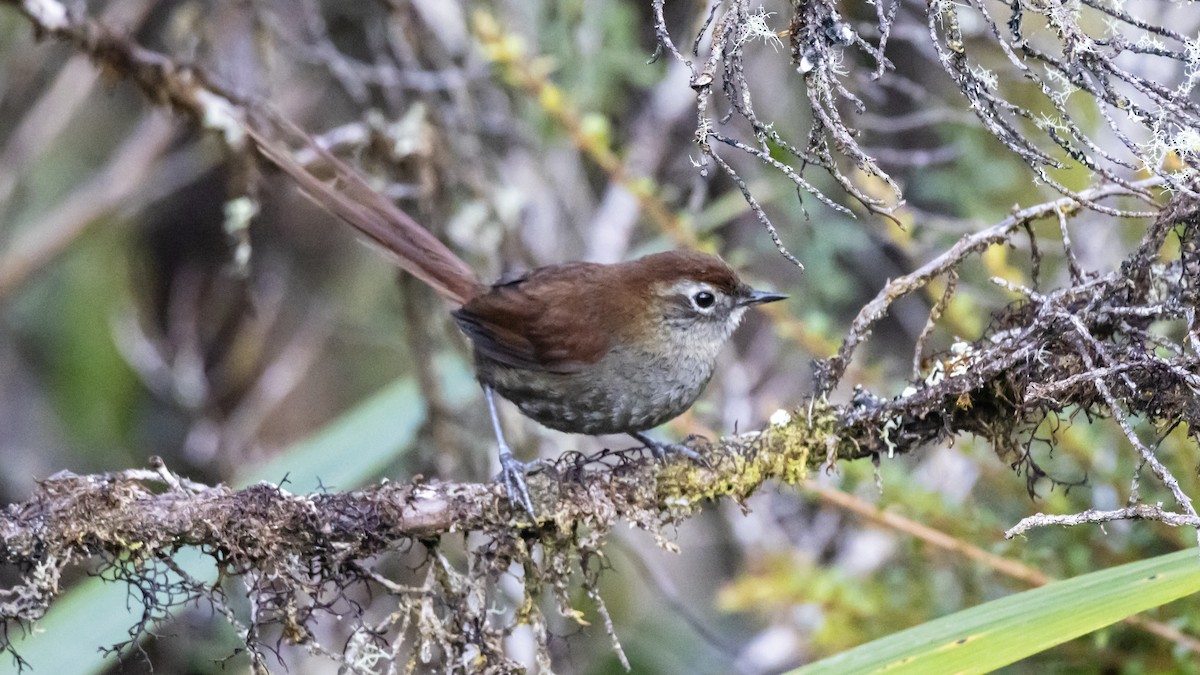 White-chinned Thistletail (fuliginosa) - ML642683030