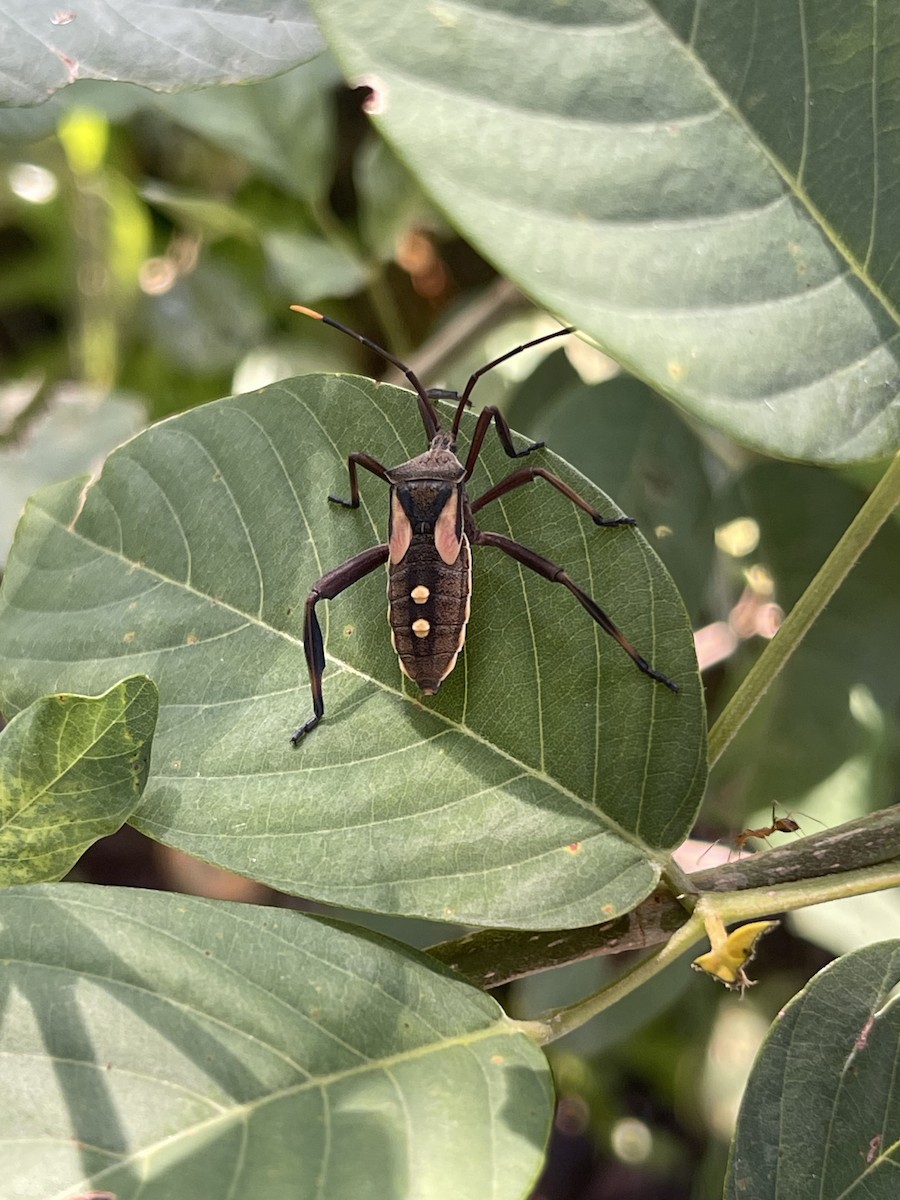 Insects - ML642683032