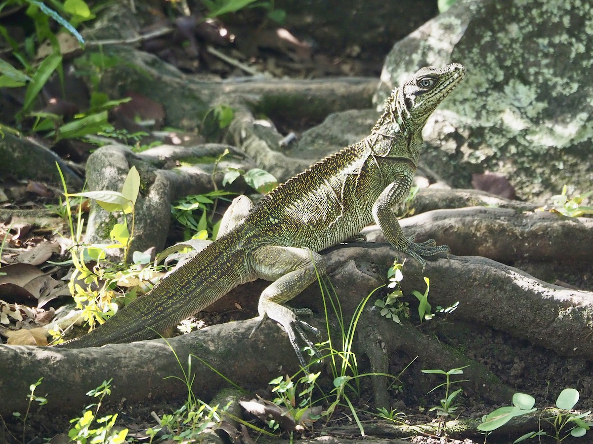 Reptiles - ML642683033