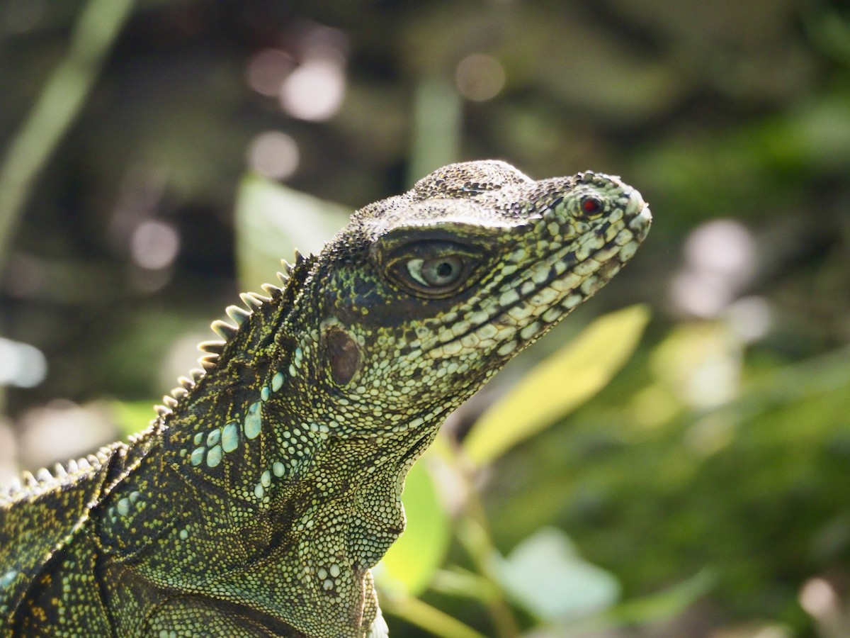 Reptiles - ML642683034