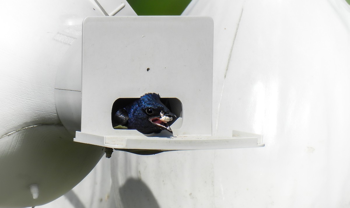 Purple Martin - ML642683036