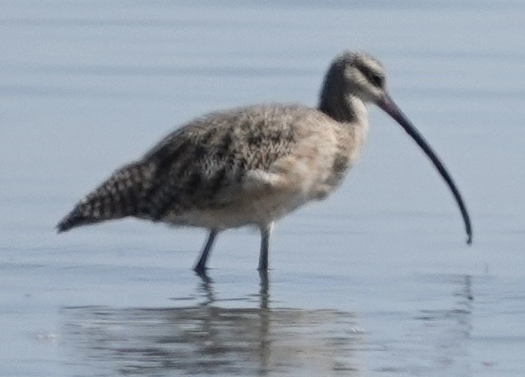 Long-billed Curlew - ML642683038