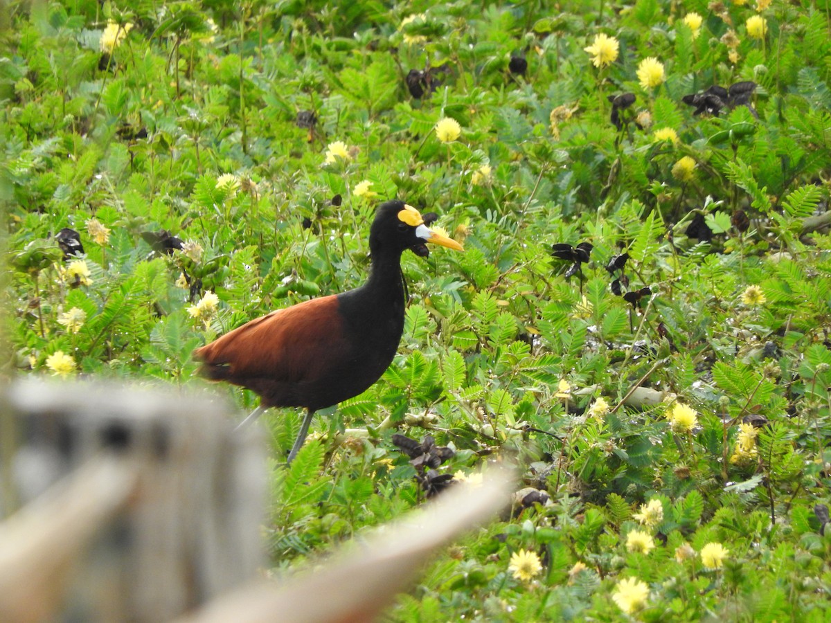 Northern Jacana - ML642683046