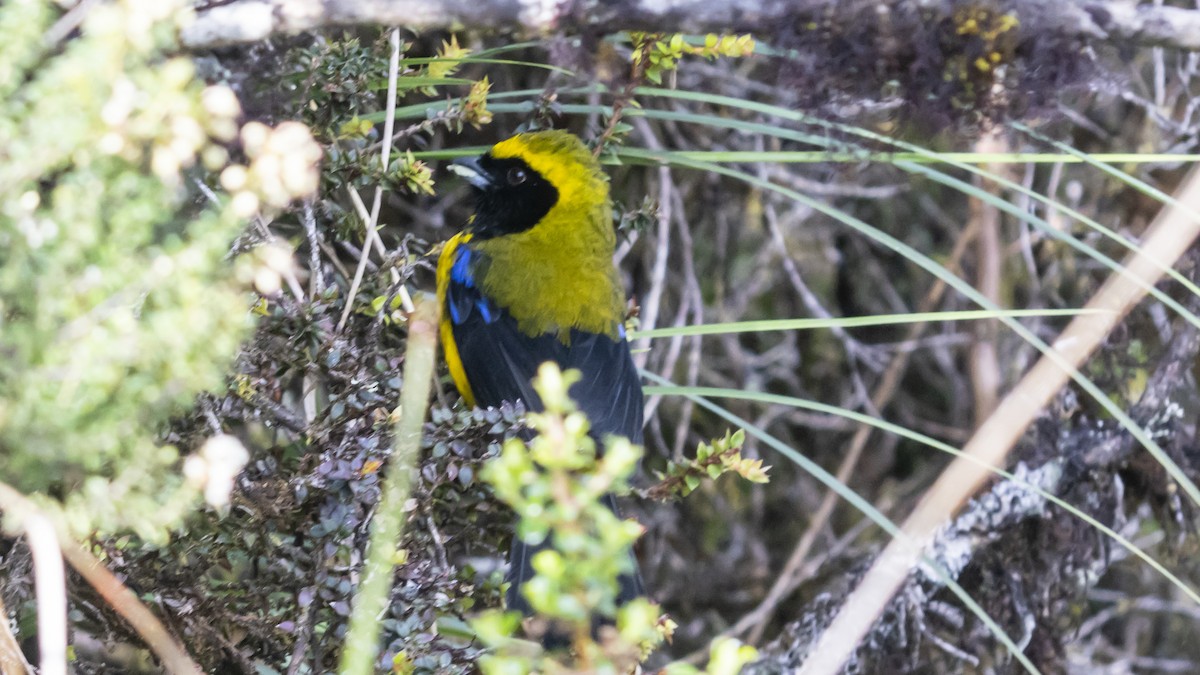 Masked Mountain Tanager - ML642683058